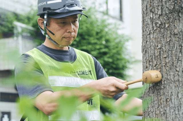 ヘルメットをかぶった樹木医が、木槌で幹をたたいて樹木の状態を確かめている様子